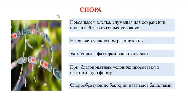 Лекция 3 - структура бактериальной клетки. Методы окраски смотреть онлайн