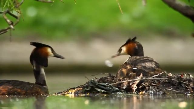 Осенний лес смотреть онлайн