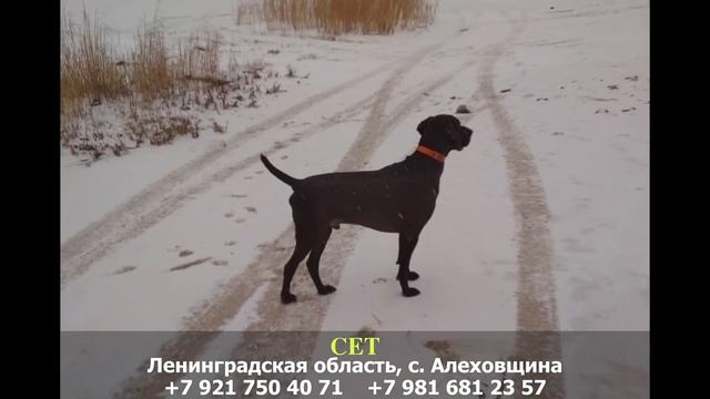 Пропала собака! СЕТ. Ленинградская область, с. Алеховщина смотреть онлайн