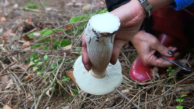 Pilze sammeln-riesige Steinpilze gefunden-Birkenrotkappe-Hexenröhrlinge смотреть онлайн