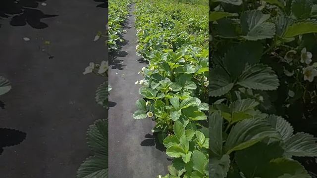 черный лебедь , клубника садовая смотреть онлайн