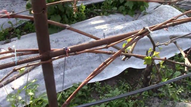 Виноград на 21.05.2017г. смотреть онлайн