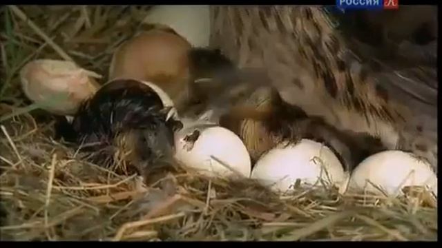 Животный мир Жизнь обитателей леса и рек Европейские красоты.. смотреть онлайн