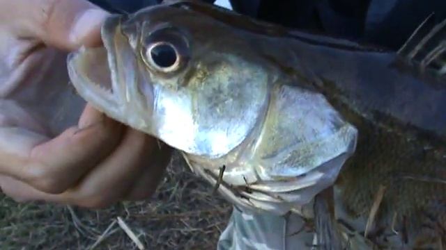 Фукусима где-то рядом