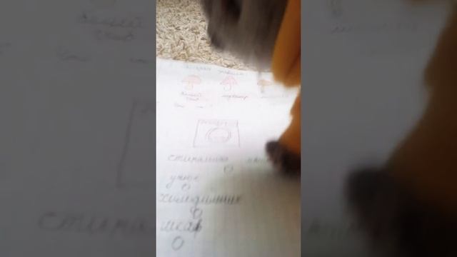 Дневной Сон или Как Басик Спать Не Хотел! смотреть онлайн