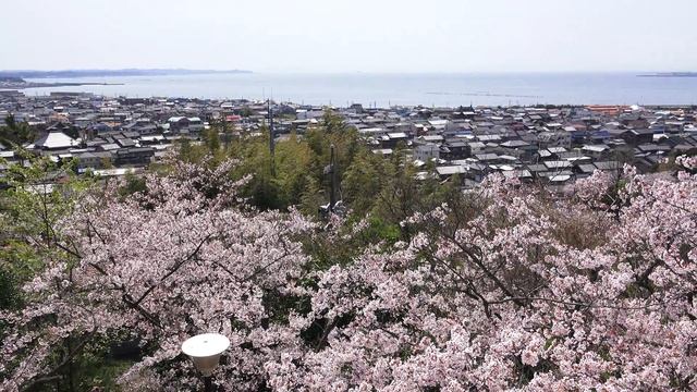 4Kハンディカムで常滑の桜 смотреть онлайн