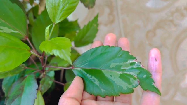 Моя волшебная оранжерея смотреть онлайн