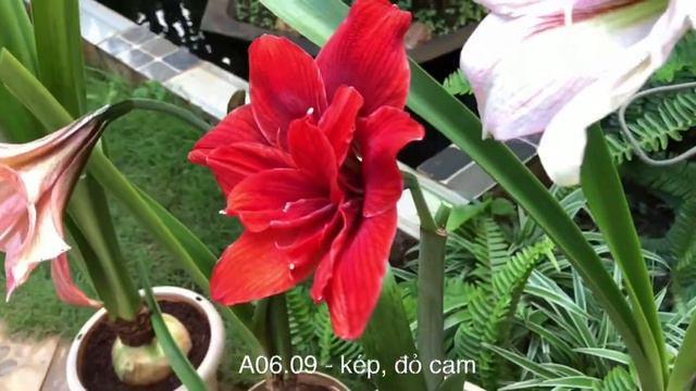 Hoa lan huệ lai của vườn DuyTan Phần 1 - DuyTan Garden's hybrid amaryllises / hippeastrums Part 1 смотреть онлайн