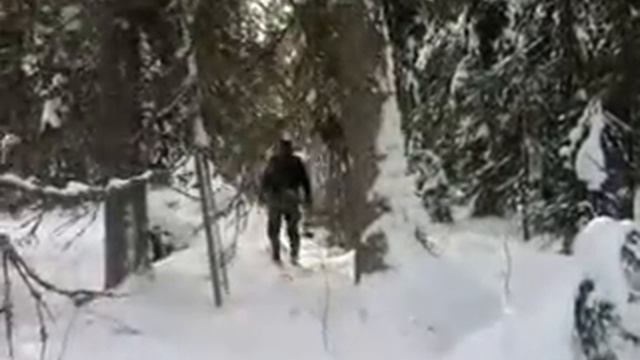 Выбираем дерево для строительства. смотреть онлайн