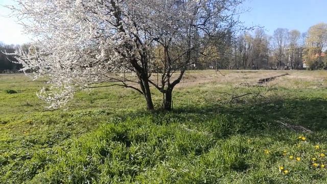 Минимализм и Чудеса смотреть онлайн
