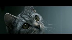 Reklama - Whiskas (CZ, 2018)