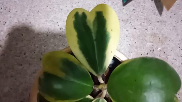 HEART SHAPED PLANT | ANO PANGALAN NITO? смотреть онлайн