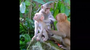 Мама Обезьяна Луна Радужная обезьяна Люси Малышка Обезьянка с косичками | Monkey Video