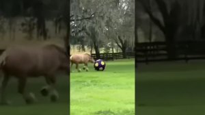 Забавные животные №33