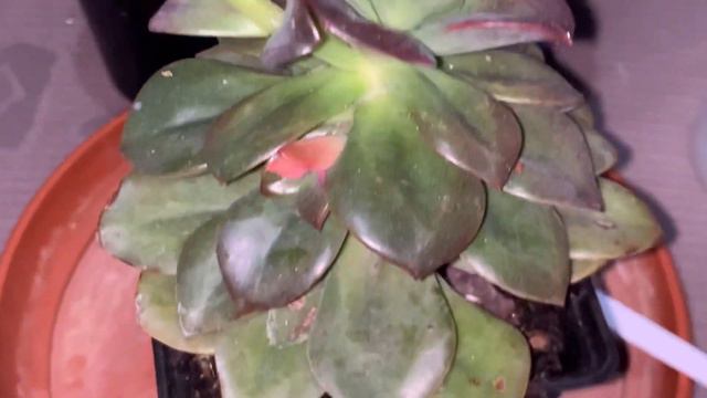 Echeveria Succulents Care Growing Guide смотреть онлайн