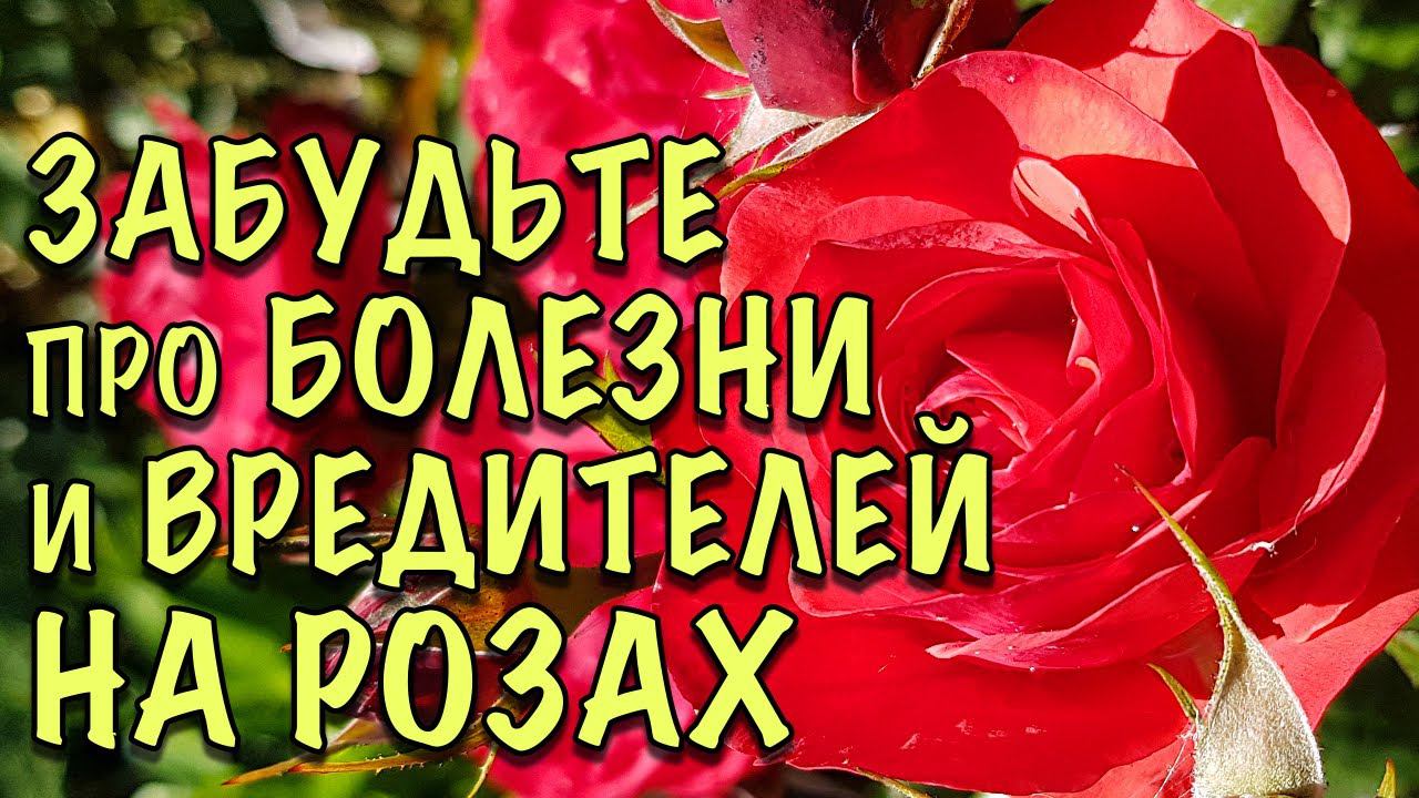 РОЗЫ НЕ БУДУТ БОЛЕТЬ! СРОЧНО опрыскайте ЭТИМ! ПОЧЕМУ мои розы ЧИСТЫЕ ВЕСЬ СЕЗОН, секрет ПРОСТ! смотреть онлайн