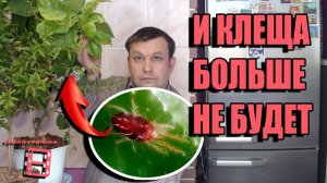 ПАУТИННЫЙ КЛЕЩ ВРЕДИТЕЛЬ КОМНАТНЫХ РАСТЕНИЙ И САДА. КАК ИЗБАВИТЬСЯ ОТ ПАУТИННОГО КЛЕЩА. ЦИТРУСОВЫЕ