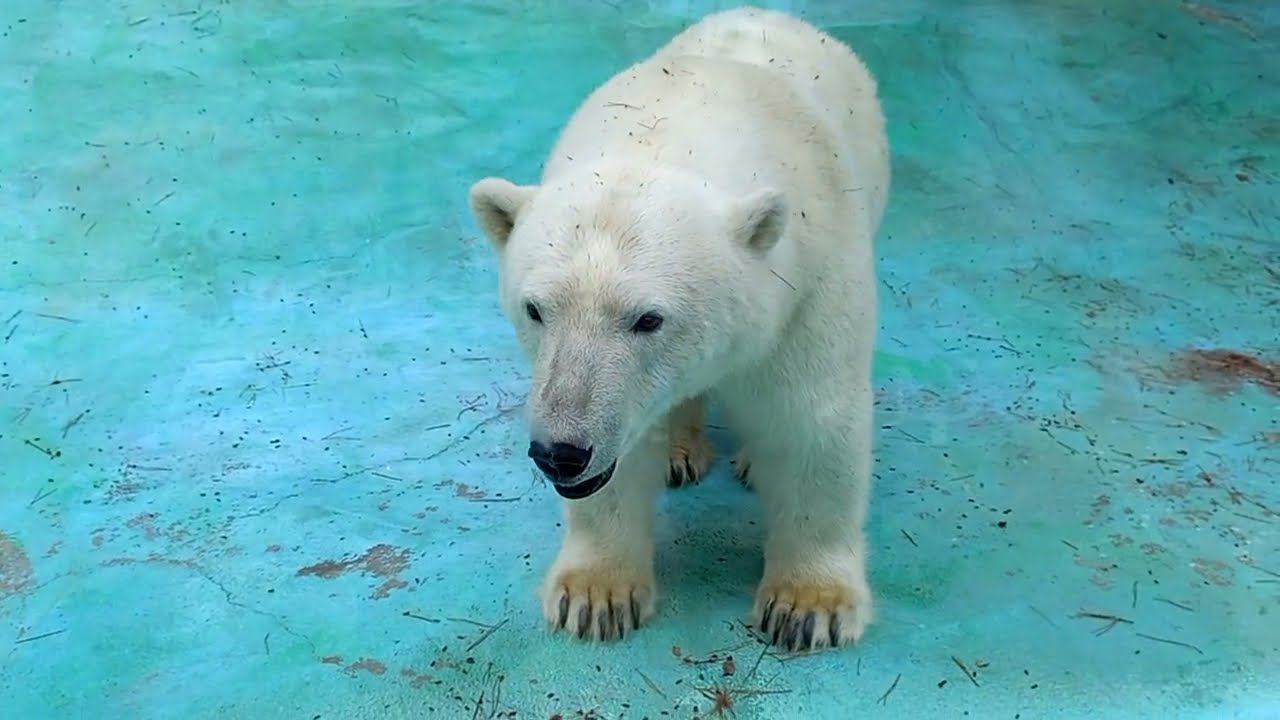 Геленджик. Сафари парк.Канатная дорога. смотреть онлайн