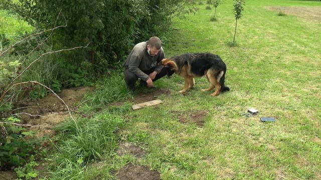 Крот. Самый эффективный и бюджетный из простых способов по борьбе. Опыт за 7 лет испытаний, борьбы смотреть онлайн