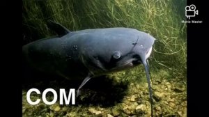 Кто живёт в воде? Старшая группа