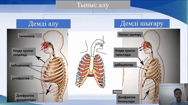 Тыныс алу және тыныс шығару механизмі. 8 сынып смотреть онлайн