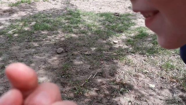 Жук-гнойовик? чорний жук ? чому жука називають гнойовиком? що він їсть ? як живе ? його дітки смотреть онлайн