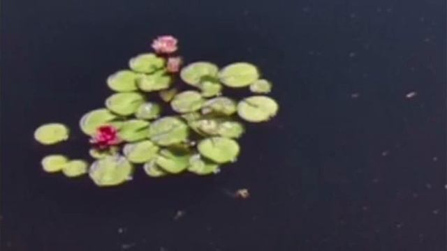 Mini Lotus Mudra Meditation (Part 2) смотреть онлайн