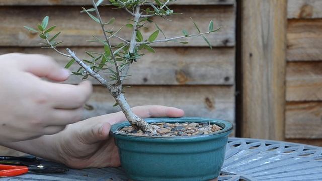 Bonsai Pruning - Wild Olives (Olea europaea africana) смотреть онлайн