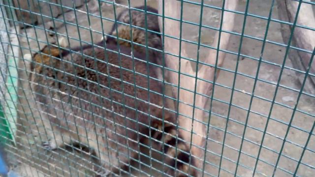 Еноты, харьковский зоопарк смотреть онлайн