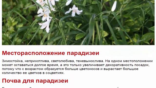 Парадизея смотреть онлайн