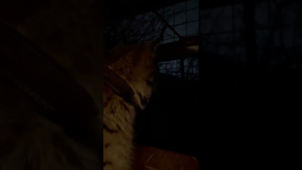 Рысь Марс смотрит салют!