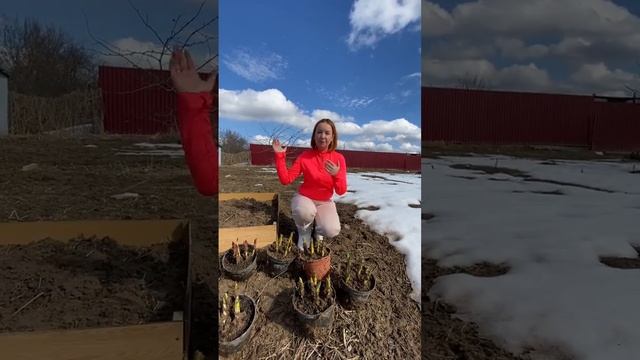Тюльпаны в кашпо❤ смотреть онлайн