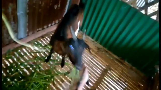 Pure Anglo Nubian Goat / Goat Farming / (Our New “Banjo Jr” is in the Farm) смотреть онлайн
