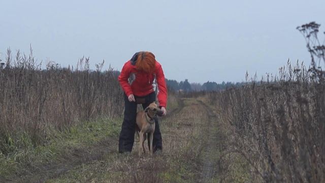 Уиппет Волк. Первые шаги в дрессировке. / Whippet Volk. First steps in dog training. смотреть онлайн