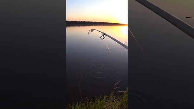 Весенняя Рыбалка на спиннинг - крокодил на Оби. Ловля налима на реке. #shorts #рыбалка #fishing смотреть онлайн