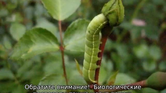 Гусеницы на розах: чем обработать цветы от вредителей смотреть онлайн