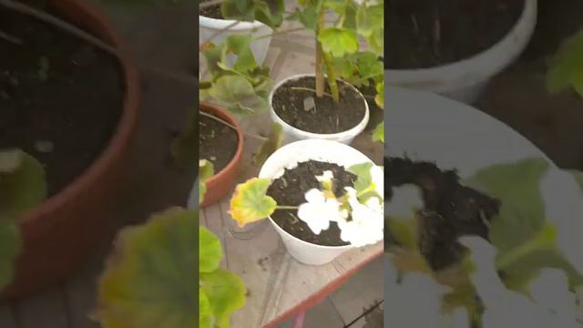 🌺🌺Растения в саду в мае🌸🌸🌱. смотреть онлайн