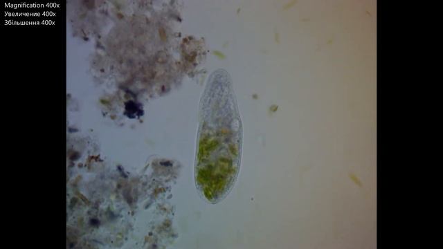 Инфузория в воде из аквариума (Paramecium from aquarium water) смотреть онлайн