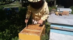 Пасека Лаврова. Состояние отводков на начало июня.