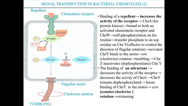 Menguak Bakteri yang Bergerak | Kuliah Biosinyal | Chemical Signalling смотреть онлайн