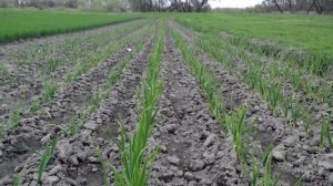 Озимый чеснок. Реакция на похолодание и ночные заморозки. 14.04.17г .