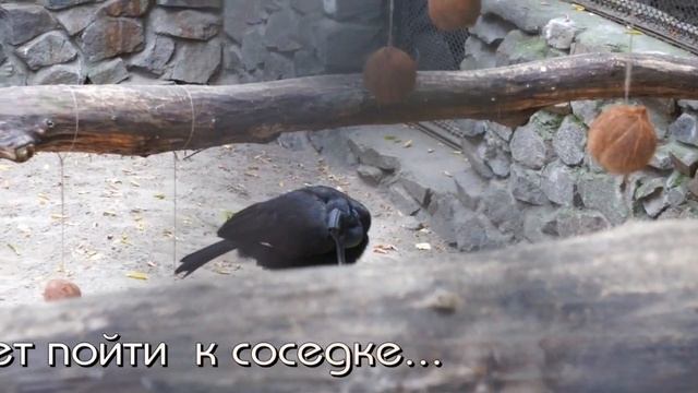 Драма в семье абиссинского рогатого ворона. смотреть онлайн