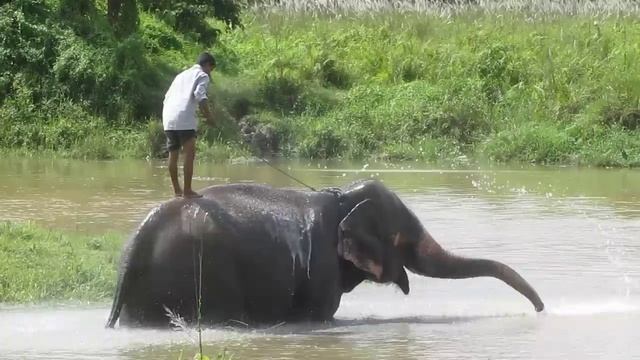 Elephant Intelligence Spraying Water And Playing With Mahout MVI_3545