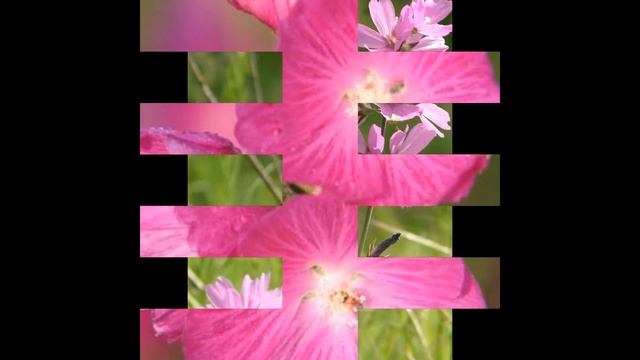 СИДАЛЬЦЕЯ (SIDALCEA) сем. Мальвовые смотреть онлайн