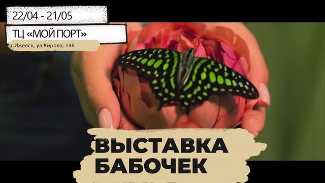 Выставка живых бабочек в Ижевске с 22 апреля смотреть онлайн