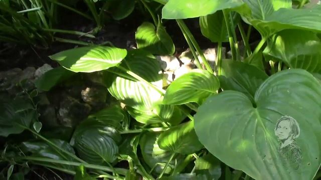 ЗДЕСЬ ПОБЫВАЛА ХИЛЬДА. Хосты.