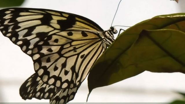 WallpaperOriginals.com Insects смотреть онлайн