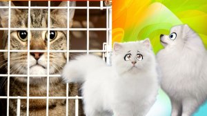 ПРОПАЛ Наш Кот ЧИКА!!! Его украли…