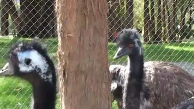 Emu - Страус Эму
