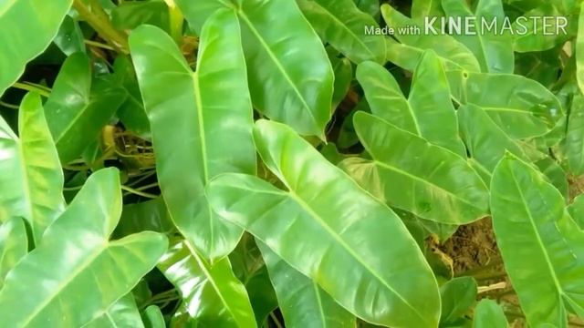 Philodendron Burle Mark plant // HG CHANNEL смотреть онлайн